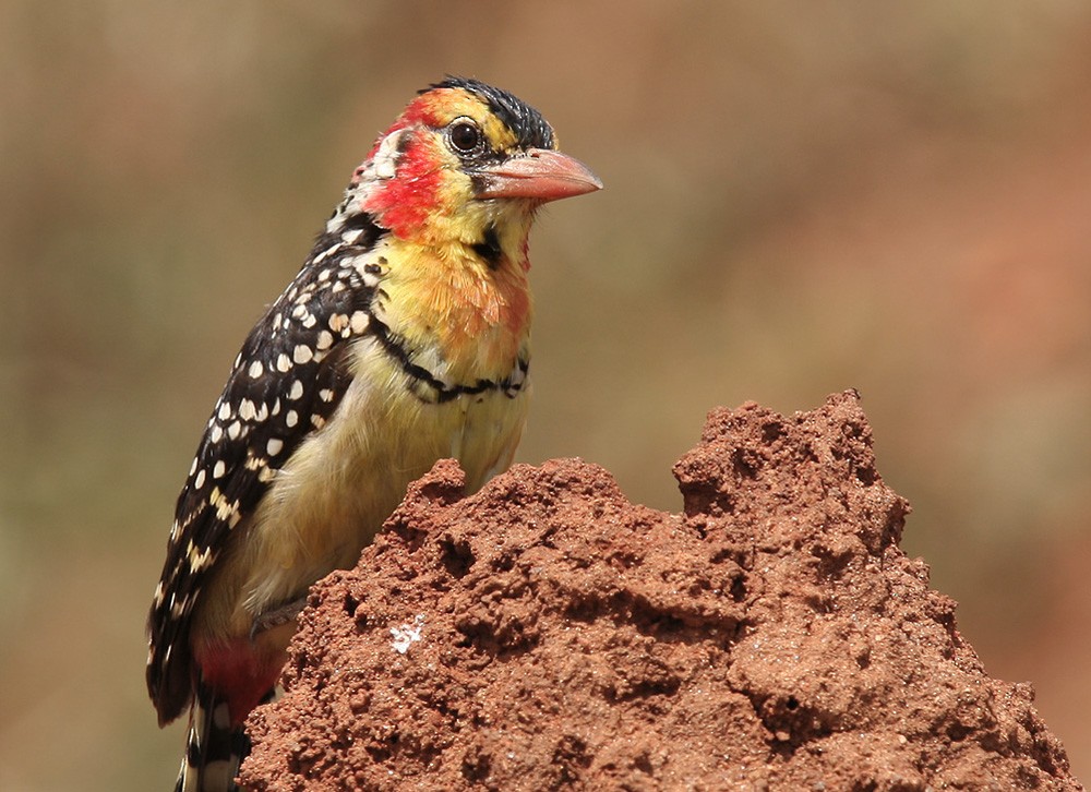 Red-and-yellow Barbet - Lars Petersson | My World of Bird Photography