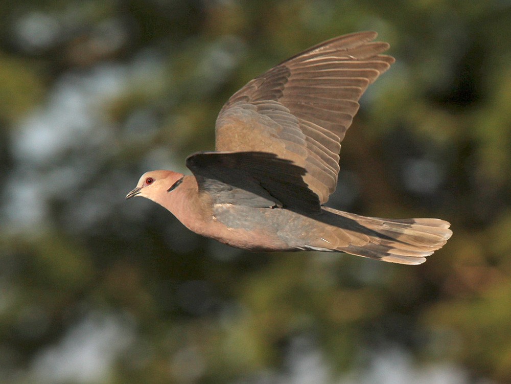 Red-eyed Dove - Lars Petersson | My World of Bird Photography