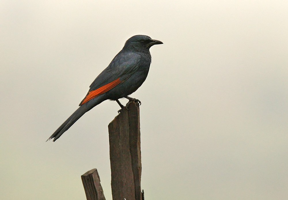 Red-winged Starling - ML205963641