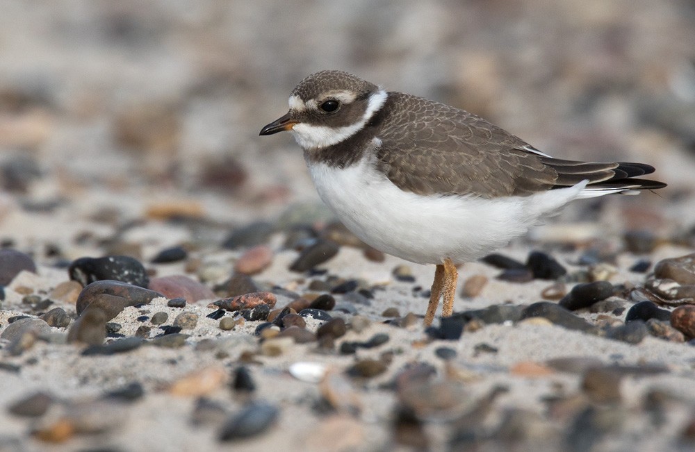 Common Ringed Plover - Lars Petersson | My World of Bird Photography