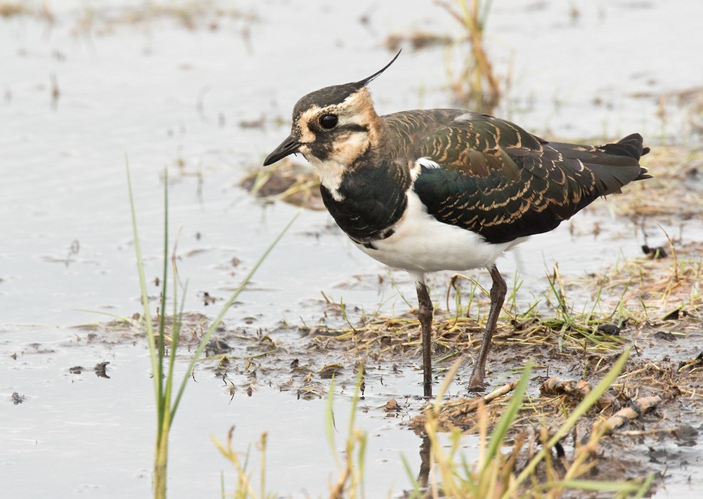 Northern Lapwing - Lars Petersson | My World of Bird Photography