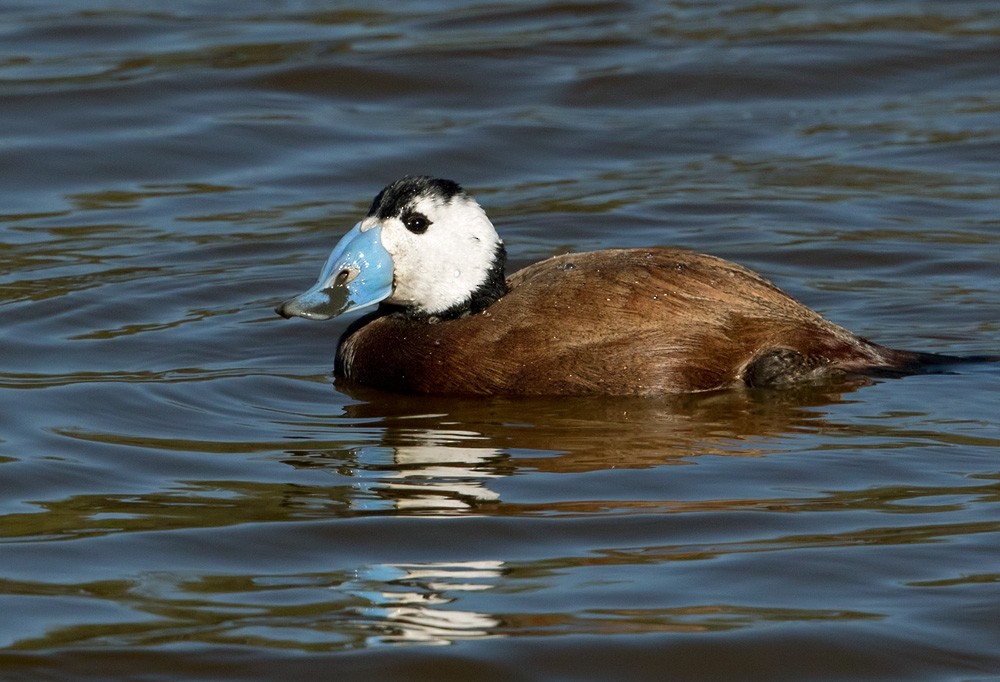 White-headed Duck - Lars Petersson | My World of Bird Photography