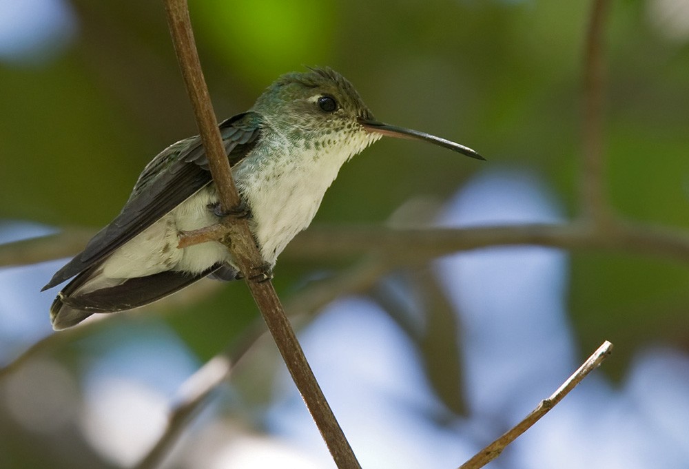 White-bellied Hummingbird - Lars Petersson | My World of Bird Photography