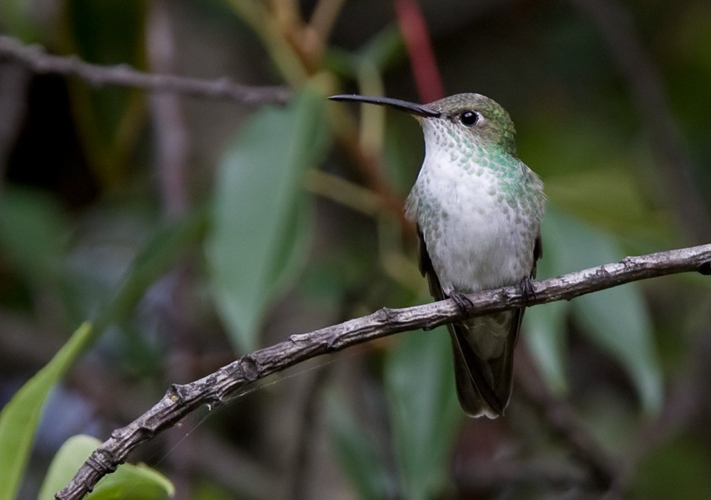 Green-and-white Hummingbird - ML205963951