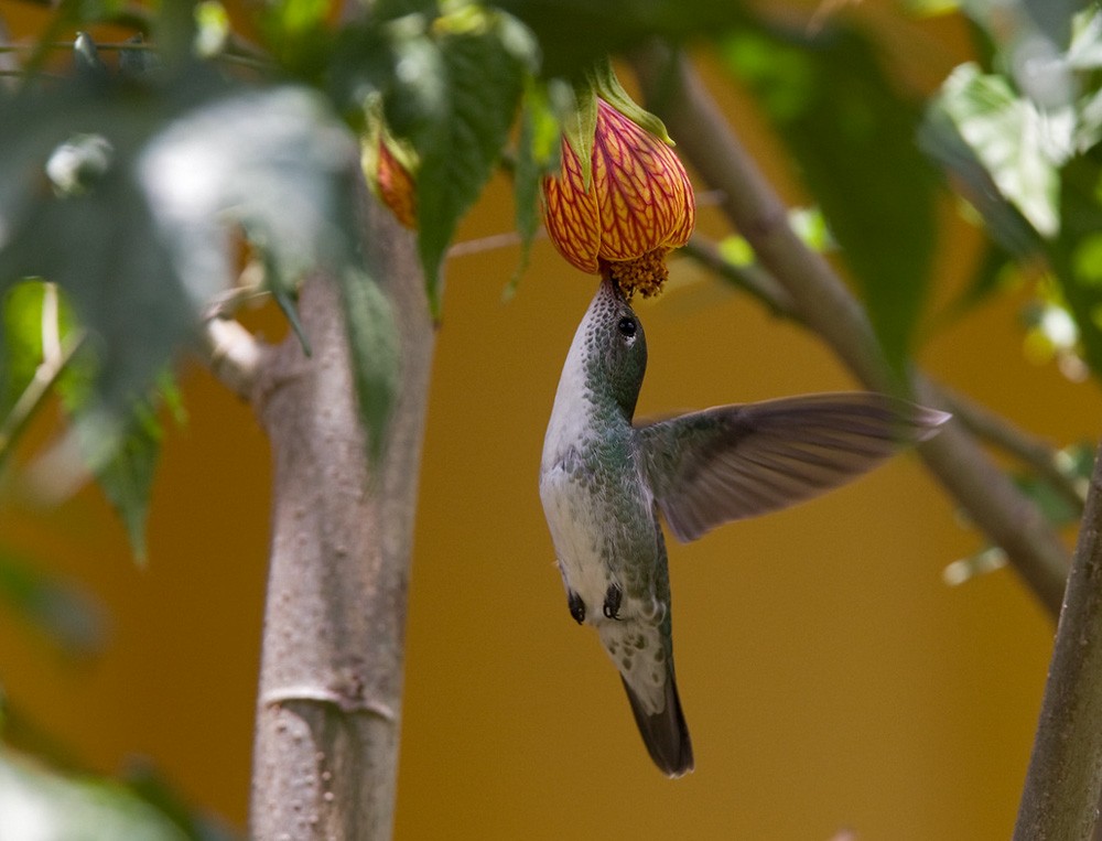 kolibřík zelenobílý - ML205963961