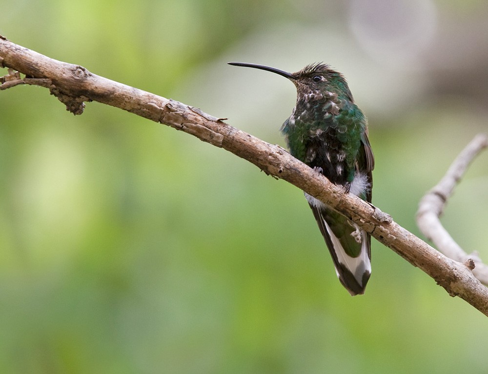 kolibřík aksamitový - ML205964021