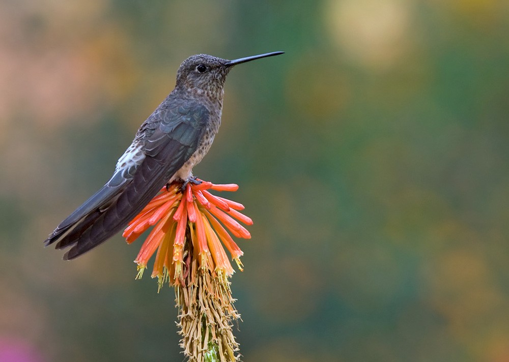 Giant Hummingbird - Lars Petersson | My World of Bird Photography