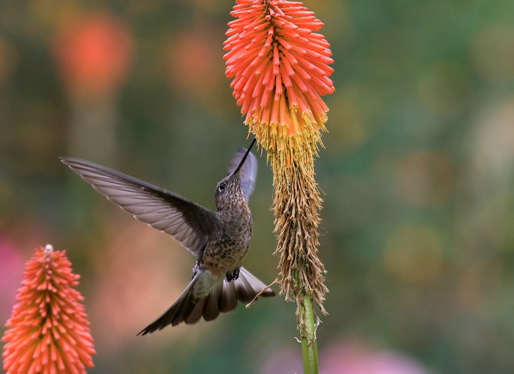 Giant Hummingbird - Lars Petersson | My World of Bird Photography
