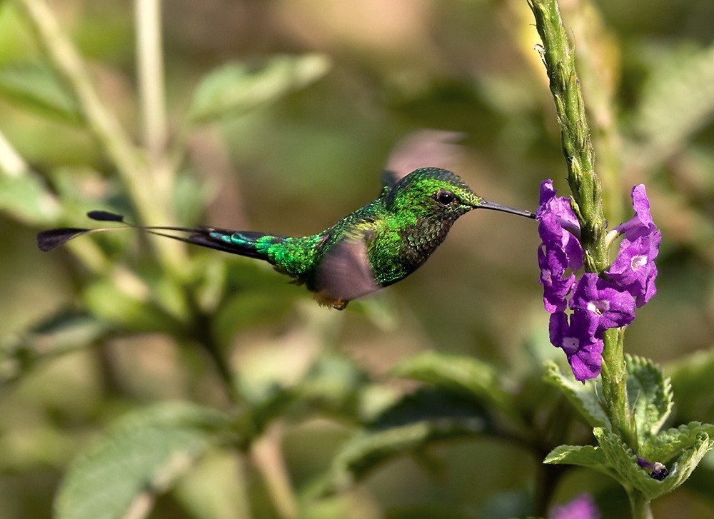 Rufous-booted Racket-tail (Anna's) - ML205964071