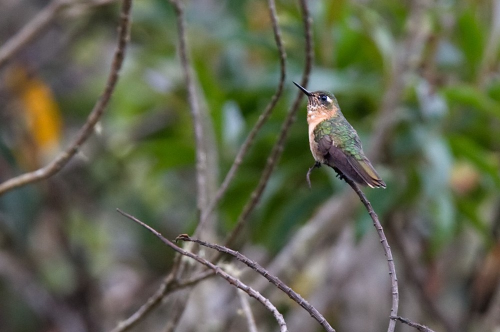 kolibřík rezavokorunkatý - ML205964111