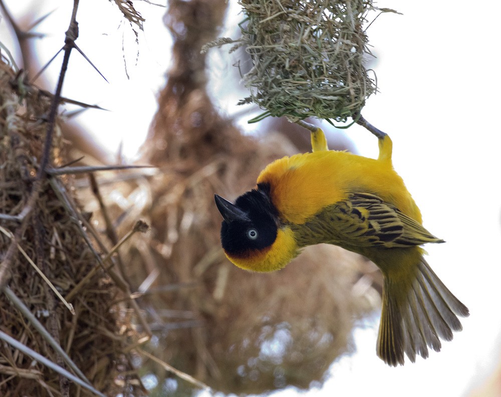 Lesser Masked-Weaver - Lars Petersson | My World of Bird Photography