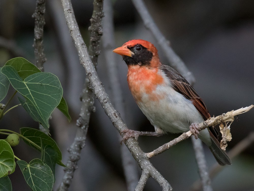 Red-headed Weaver (Northern) - Lars Petersson | My World of Bird Photography
