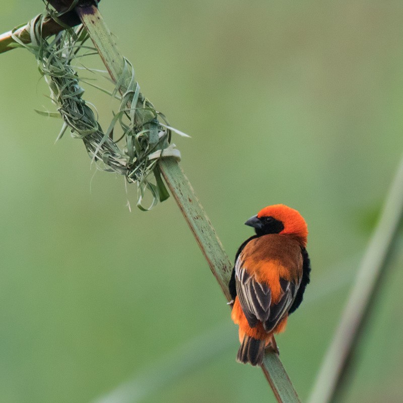 Zanzibar Red Bishop - Lars Petersson | My World of Bird Photography