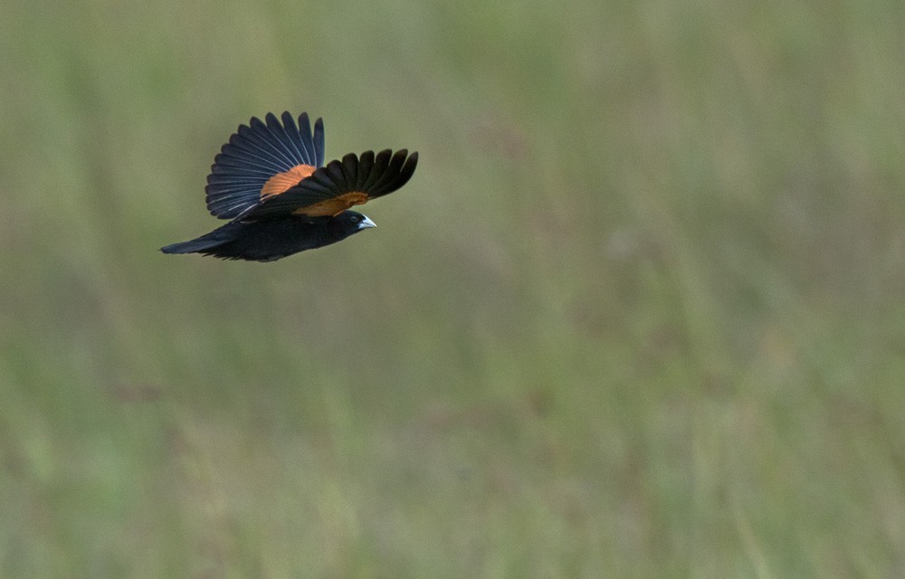 Fan-tailed Widowbird - ML205964471