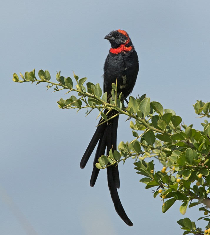 Red-cowled Widowbird - Lars Petersson | My World of Bird Photography