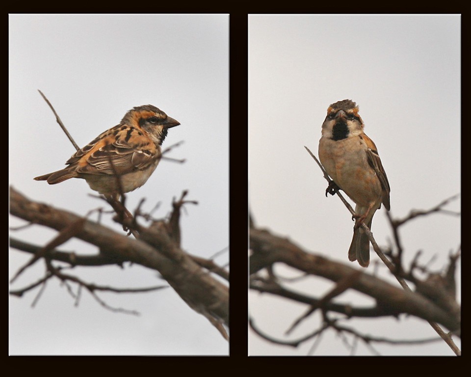 Shelley's Rufous Sparrow - ML205964591
