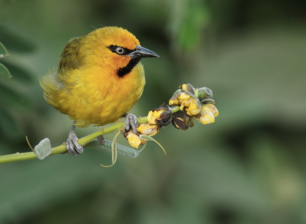 Spectacled Weaver - Lars Petersson | My World of Bird Photography