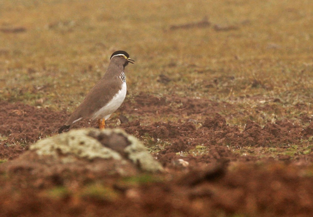 Spot-breasted Lapwing - ML205964741