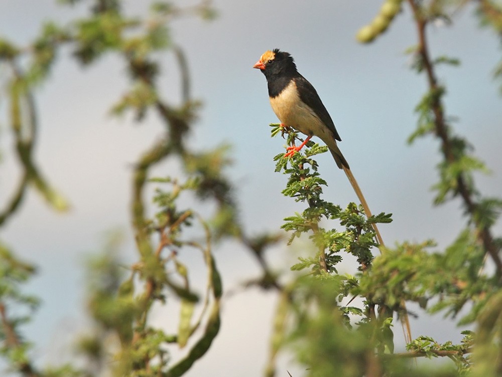 Straw-tailed Whydah - ML205964791