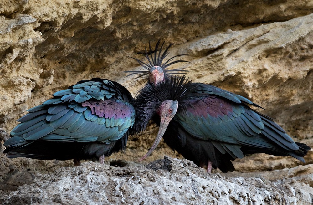 Northern Bald Ibis - Lars Petersson | My World of Bird Photography
