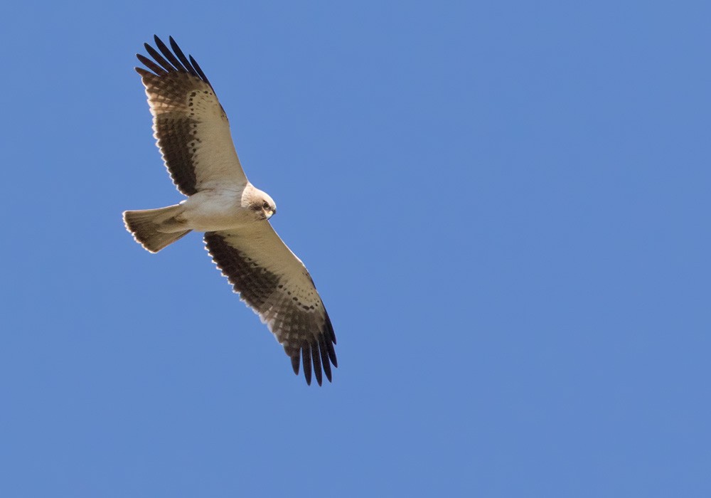 Booted Eagle - Lars Petersson | My World of Bird Photography