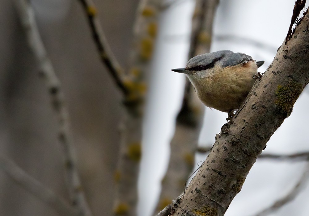 Eurasian Nuthatch (Western) - Lars Petersson | My World of Bird Photography
