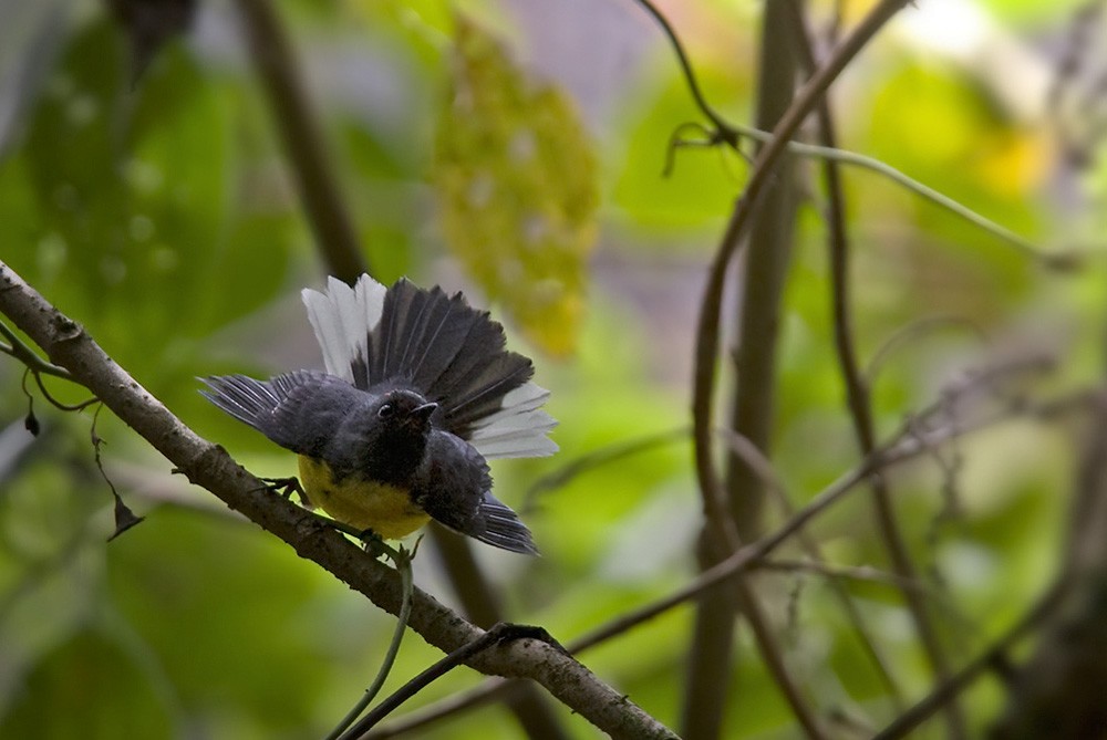 Slate-throated Redstart - Lars Petersson | My World of Bird Photography