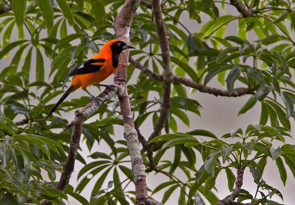 Orange-backed Troupial - Lars Petersson | My World of Bird Photography