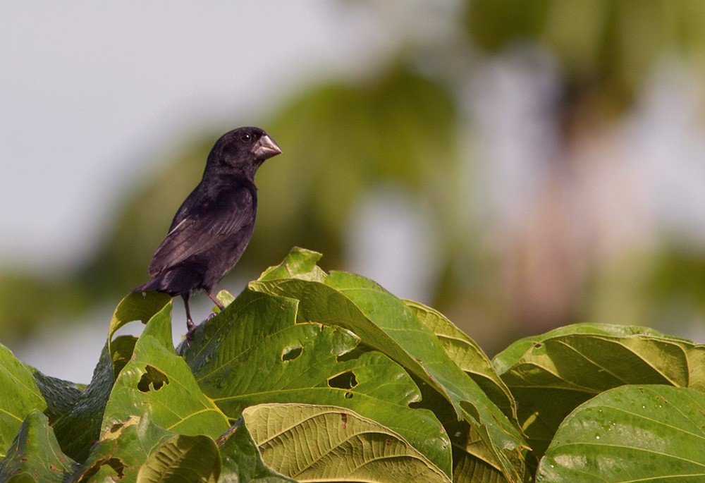 Black-billed Seed-Finch - Lars Petersson | My World of Bird Photography