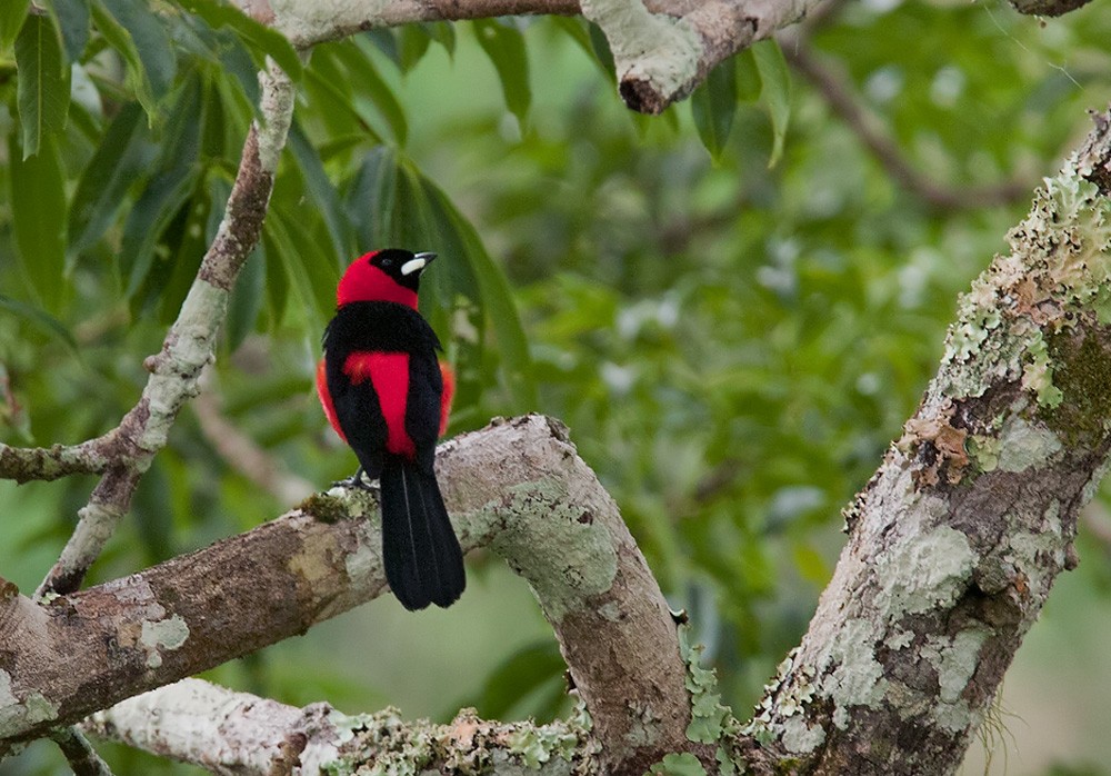 Masked Crimson Tanager - Lars Petersson | My World of Bird Photography