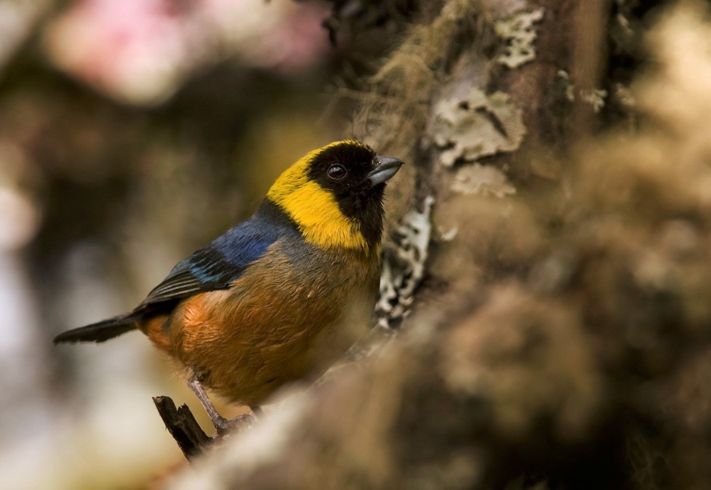 Golden-collared Tanager - Lars Petersson | My World of Bird Photography