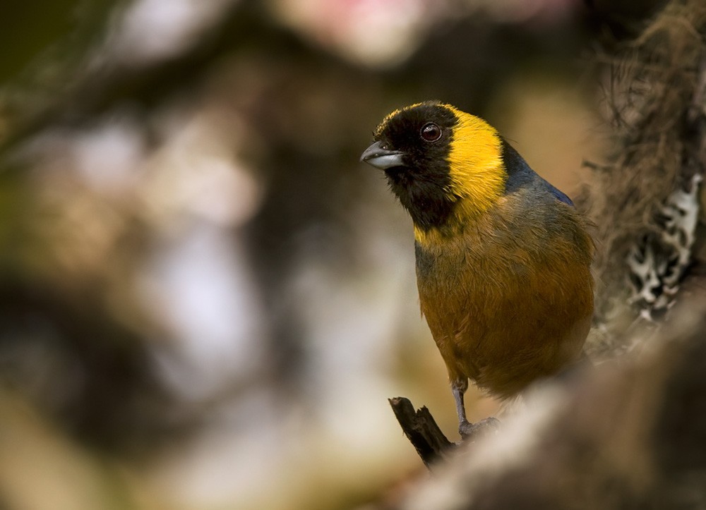 Golden-collared Tanager - Lars Petersson | My World of Bird Photography