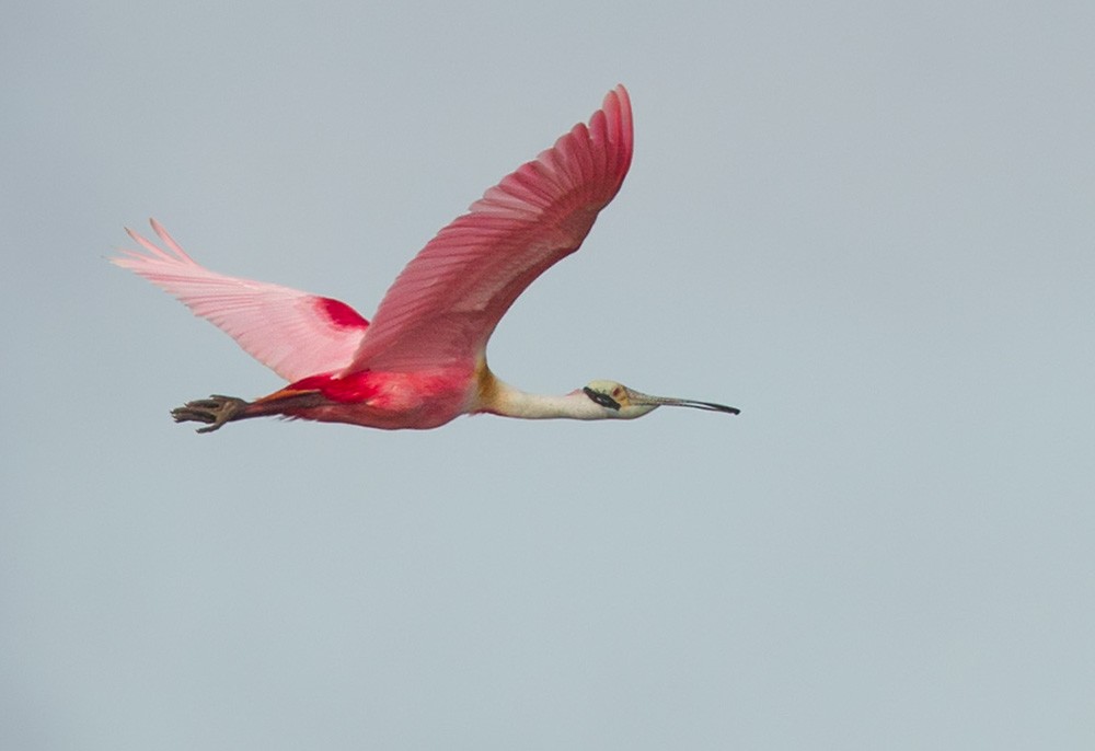 Roseate Spoonbill - Lars Petersson | My World of Bird Photography