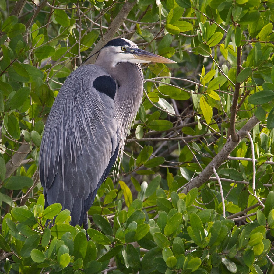 Great Blue Heron - Lars Petersson | My World of Bird Photography