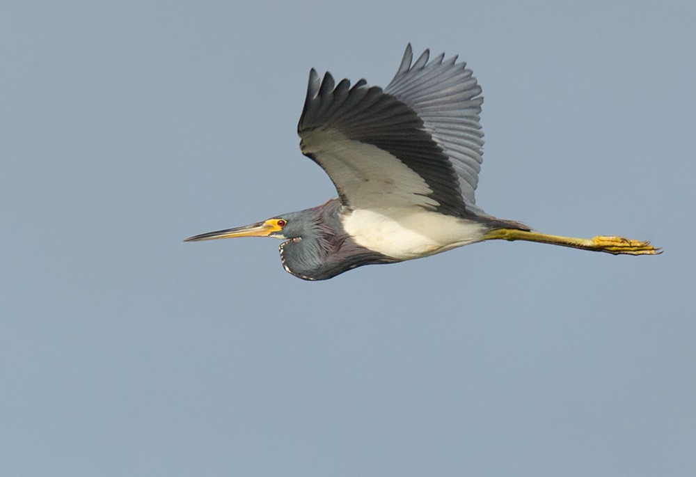 Tricolored Heron - Lars Petersson | My World of Bird Photography