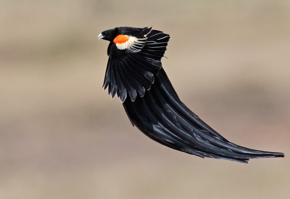 Long-tailed Widowbird - ML205965341