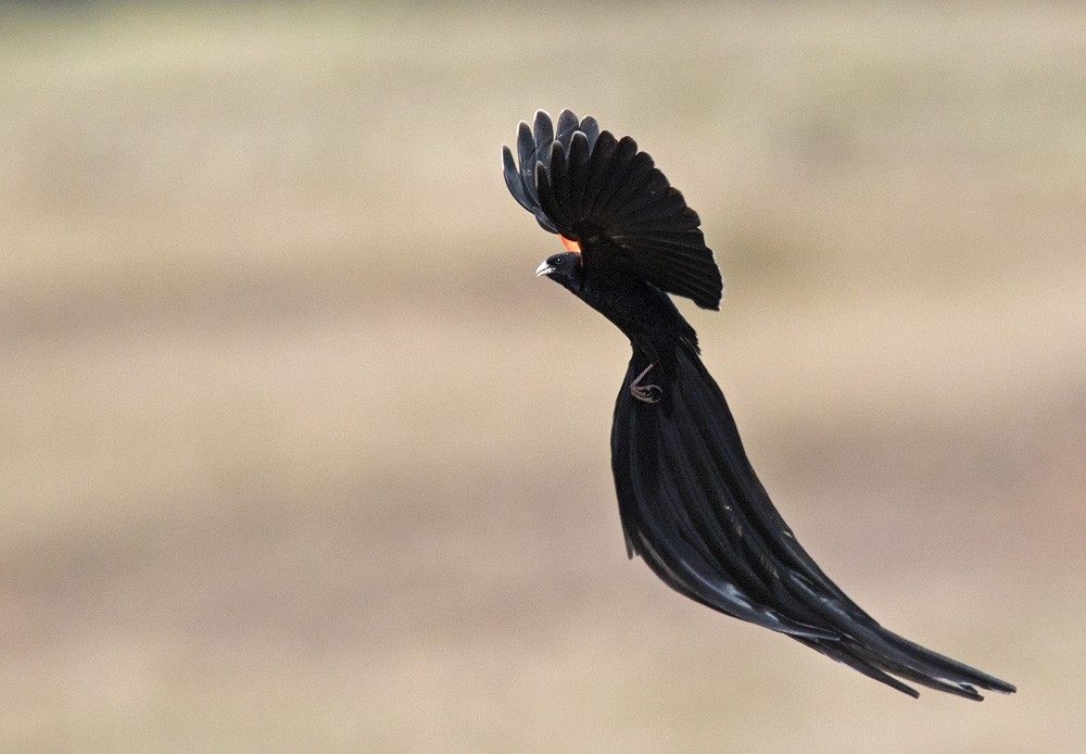 Long-tailed Widowbird - ML205965351