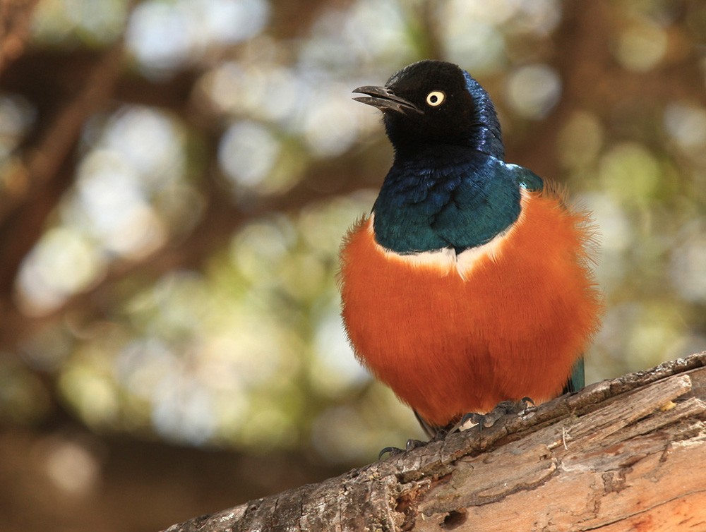 Superb Starling - Lars Petersson | My World of Bird Photography