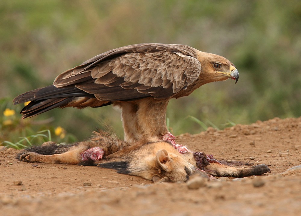 Tawny Eagle - Lars Petersson | My World of Bird Photography