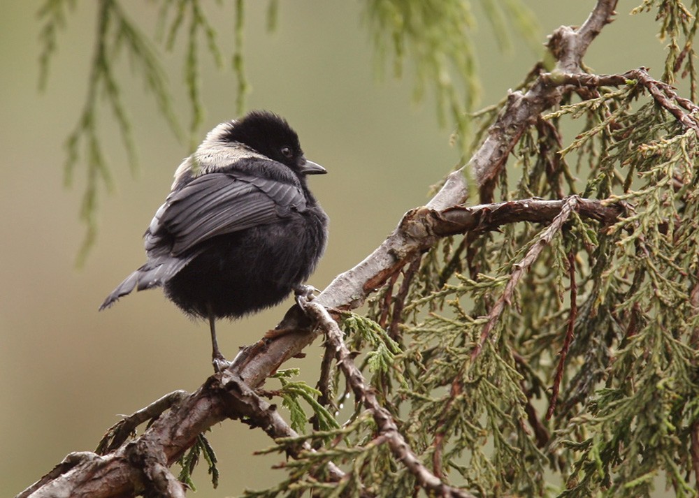 White-backed Black-Tit - Lars Petersson | My World of Bird Photography