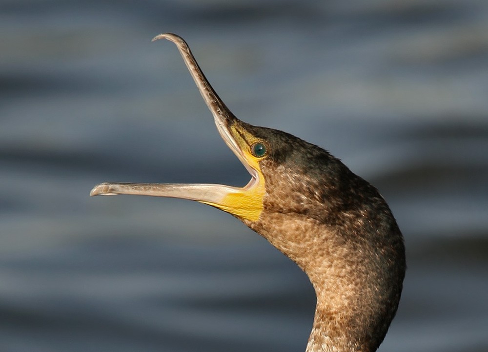 Great Cormorant - Lars Petersson | My World of Bird Photography