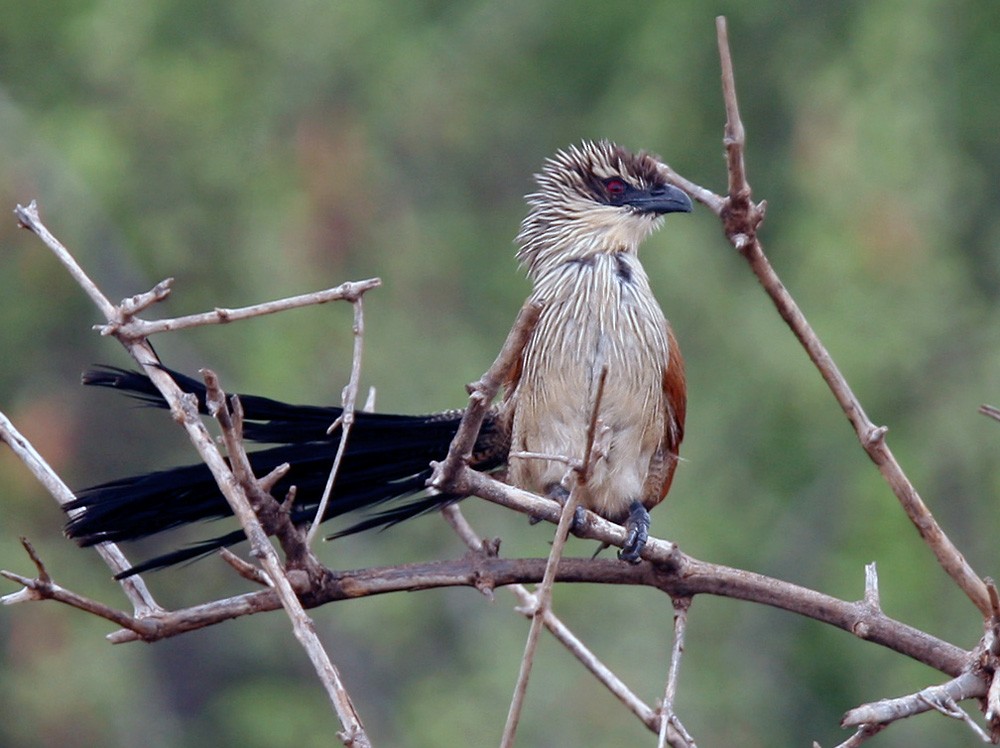 White-browed Coucal - Lars Petersson | My World of Bird Photography
