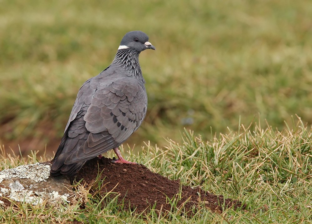 White-collared Pigeon - Lars Petersson | My World of Bird Photography