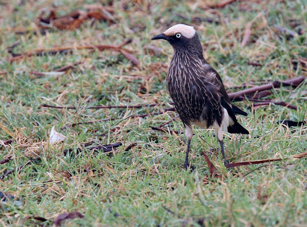 White-crowned Starling - ML205965821