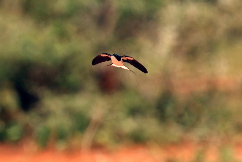 White-tailed Swallow - ML205965851