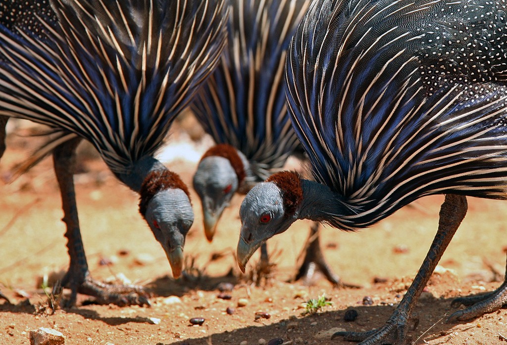 Vulturine Guineafowl - ML205965901