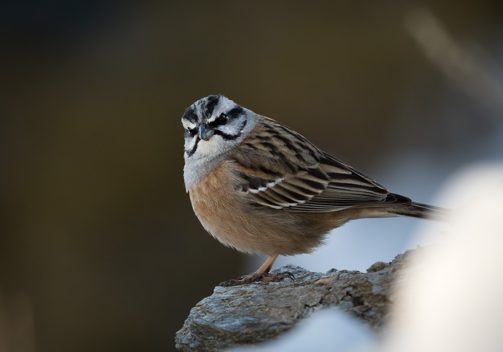 Rock Bunting - Lars Petersson | My World of Bird Photography