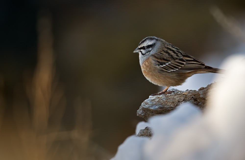 Rock Bunting - Lars Petersson | My World of Bird Photography