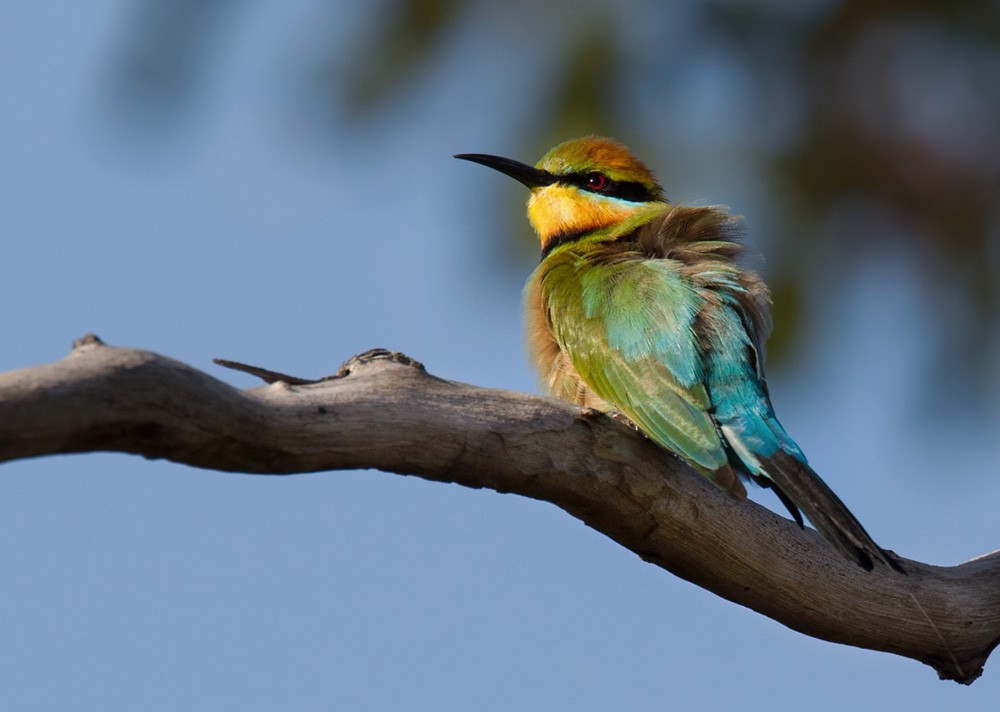 Rainbow Bee-eater - Lars Petersson | My World of Bird Photography
