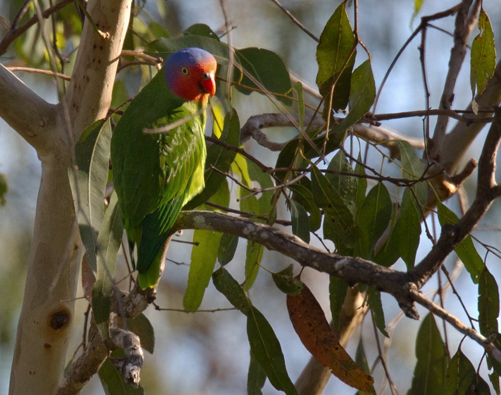 Red-cheeked Parrot - ML205966031
